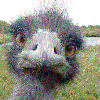 Avatar avestruz